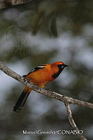 MGaves 3273 Icterus auratus.jpg