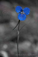 IMDOC1420 Commelina coelestis.jpg