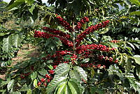 JG001 Coffea arabica.jpg