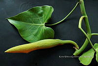 Yolox 923 Philodendron hederaceum.jpg
