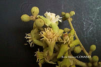 ME010 KV 00941 Morisonia americana L., 1753_.JPG