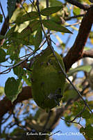 RRR0052 Amphilophium crucigerum.jpg