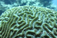 NE018 0766 Colpophyllia natans.jpg