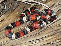 LCMHP013-56 Lampropeltis triangulum.jpg