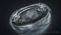 EBG04 Rhincodon typus.jpg