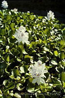 030 Eichhornia crassipes.jpg