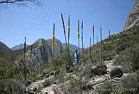 LRR0014 Agave victoriae reginae ssp. victoriae reginae.jpg