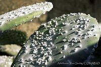 ARS00190 Dactylopius coccus.jpg