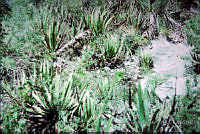 FGM1410 Aloe vera.JPG