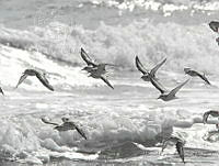 MGaves 1404 Calidris alba.jpg