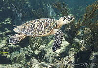CNS1284 Eretmochelys imbricata.jpg