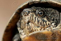 LV0084 Kinosternon sonoriense.jpg