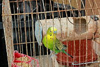 NLCS01 Melopsittacus undulatus.jpg