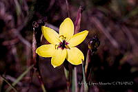 ALM124 Sisyrinchium tenuifolium.jpg