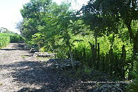 SG019 0279 Carica, Zea mays.jpg