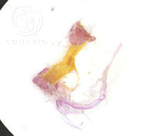 SL3934 Gibasis linearis ssp. linearis.jpg