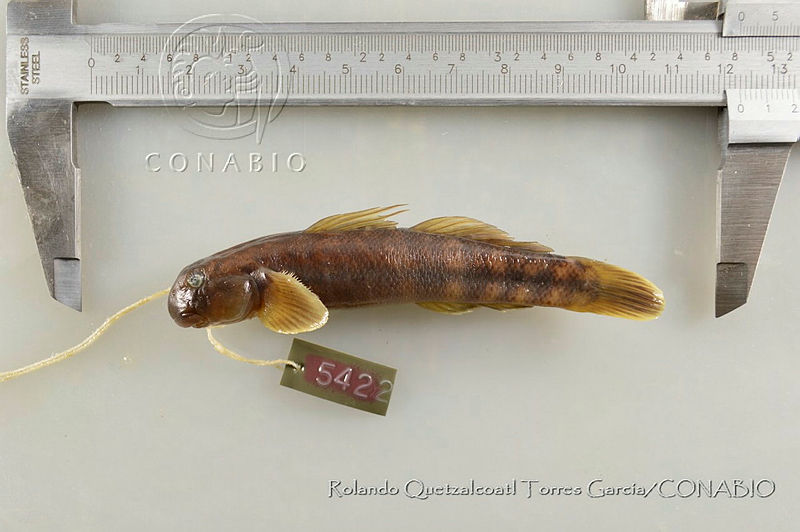 RQTG1679%20Sicydium%20gymnogaster.jpg.rSeRprr1MeWzU VhQA3g0JtbmFja29CbnFuZ3NAbXJ6LGtwZwA.eKIu7nj2T5