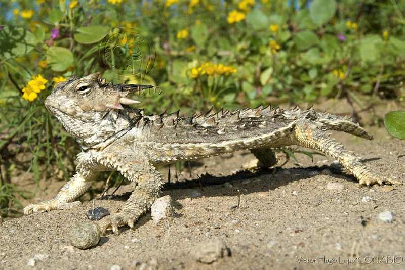 VHL0369%20Phrynosoma%20coronatum.jpg.iSeiwoT MfEH0UVhQA3g0JtbmFja29CbnFuZ3NAbXJ6LGtwZQA.08eKzqLTKa