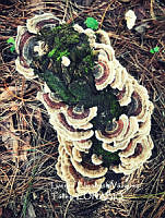 MN6PyH0089 Trametes versicolor.jpg
