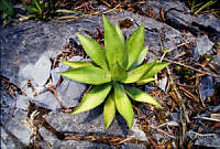 FGM1975 Agave sp..JPG