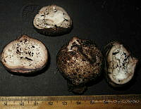 RGO0256 Geastrum fimbriatum.JPG