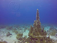 PMC0004 Acropora palmata.JPG