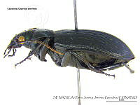 ZJJG0140 Calosoma alternans.jpg