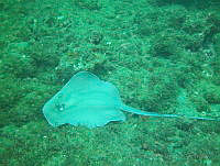 VDLCF0564 Hypanus americanus.jpg
