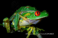 MN6F0215 Agalychnis taylori.jpg