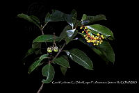 Atleq 0001 Byrsonima crassifolia.jpg