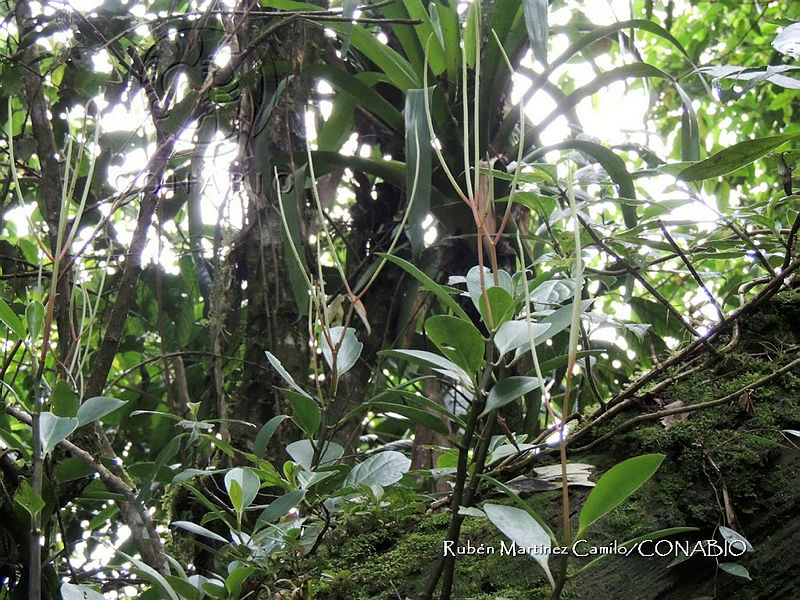 JF092%200320%20Peperomia%20cobana.jpg.nyeR5LX0MX1J87FjQA3g0JtbmFja29CbnFuZ3NAbXJ6LGtwZwA.OCb2i00fpe