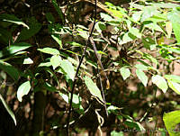 CGL1550 Mecistogaster ornata.jpg