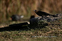 IMDOC3846 Quiscalus mexicanus.jpg