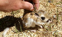 IE003 0087 Dipodomys phillipsii.jpg