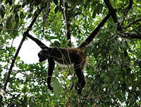 TDJOM013 Ateles geoffroyi.jpg