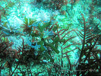 RRR0023 Codium simulans y Dictyota vivesii.JPG