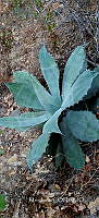 RG019 0132 Agave seemanniana.jpg