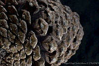 MASM03340 Pinus montezumae.jpg