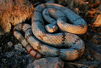 AMM04 Crotalus lepidus.jpg