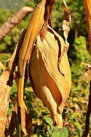 EPG03 Zea mays.jpg