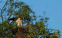 MACD001 Geranoaetus albicaudatus.jpg