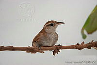 MGaves 2790 Uropsila leucogastra.jpg