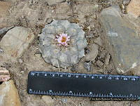 FIRR0067 Lophophora williamsii.JPG