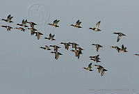 CNS0085 Aythya americana.jpg