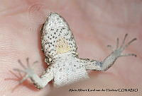 AAKVDH 0237 Urosaurus bicarinatus.JPG