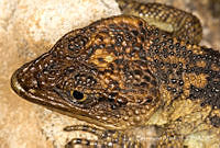ECA0335 Xenosaurus sp..jpg