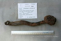 HC014 0095 Strobilomyces strobilaceus.jpg