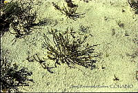 1256 Dalea eriophylla var. frankenioides.jpg