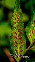 JF092 0948 Asplenium abscissum.jpg