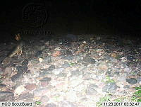 MAGB 0260 Urocyon cinereoargenteus.JPG